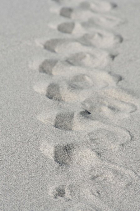 Your guess. I am thinking sidewinder rattlesnake.