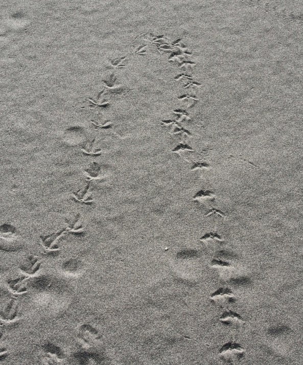 Bird tracks