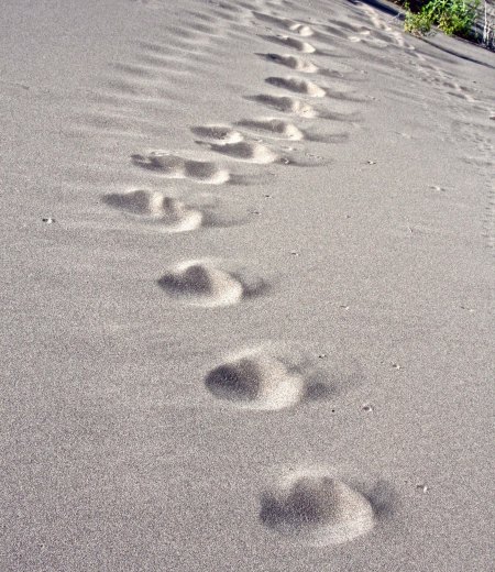And lots of animal tracks.