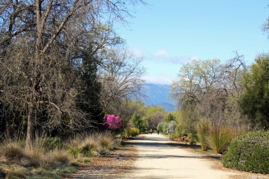 One of the reasons for the bridge is to connect the town of Redding with an extensive series of hiking and biking trails on the opposite side of the river, starting with the McConnell Arboretum.