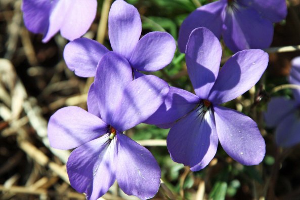 Peggy and I also found these colorful violets.