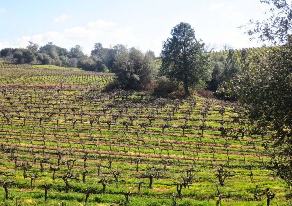 Grapevines. Amador County has become an important wine producing area.