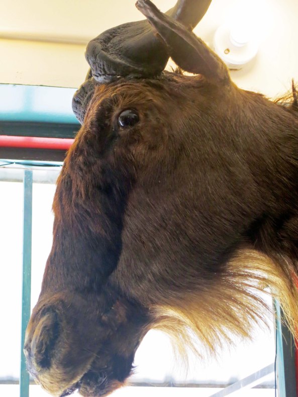 Wilbur the Wildebeest lives in the Book Store.