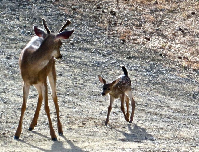 "No, I am not your daddy." Bucks can be fairly aggressive but they are amazingly gentle when it comes to fawns.