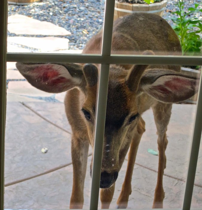 Remember how Mom looked in our windows? Now the bucks are doing it.