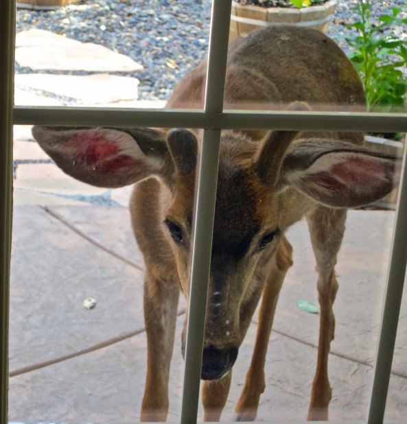 Remember how Mom looked in our windows? Now the bucks are doing it.