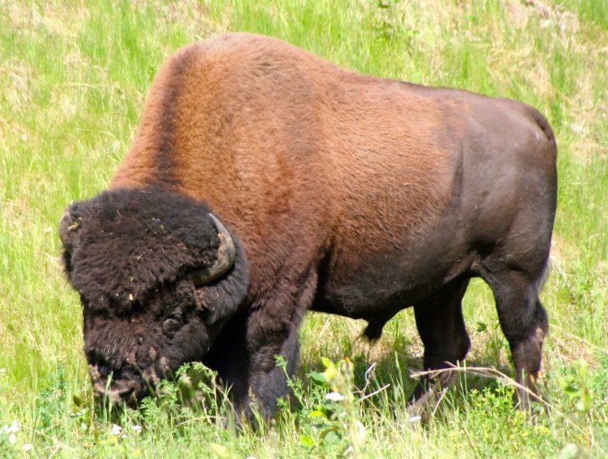Woodland buffalo have become fairly common when driving through portions of the Yukon Territory. As noted in my last Escape from Alaska blog, Peggy and I took these photos two years ago when we drove the Alaska Highway in the summer. 