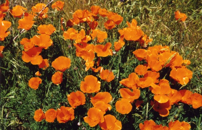 And California Poppies, plus two job offers.
