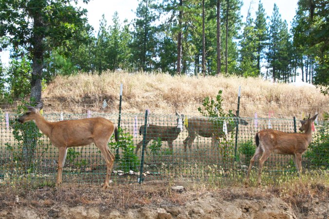 The deer circled the fenced in shrubs, looking for a place to get in. Each day they check the area out to see if something has changed.