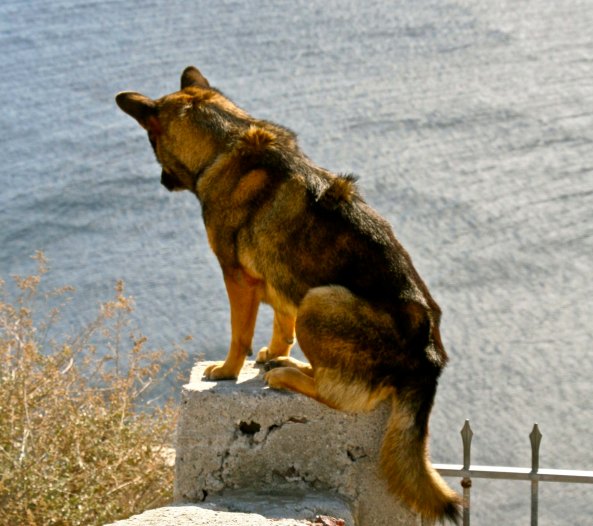 We found this dog admiring the Aegean Sea while perched on a rock. In our travels through the Mediterranean we often found cats and occasionally dogs that seemed owner free or at least wandered at will.