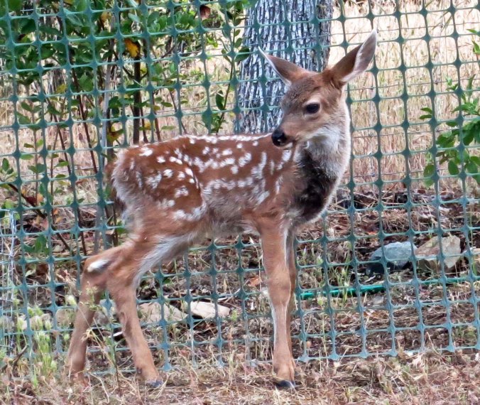 Check out the length of the legs! (Photo by Peggy Mekemson.)