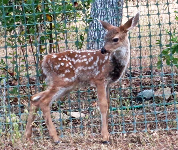 Check out the length of the legs! (Photo by Peggy Mekemson.)