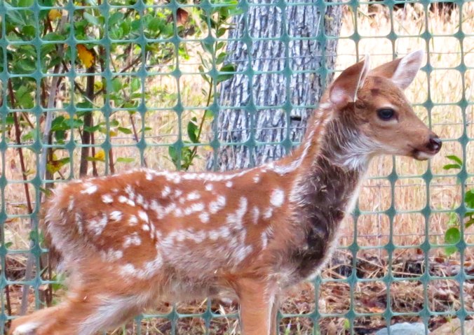 One of the two fawns, the most recent additions to animals that call our property home.