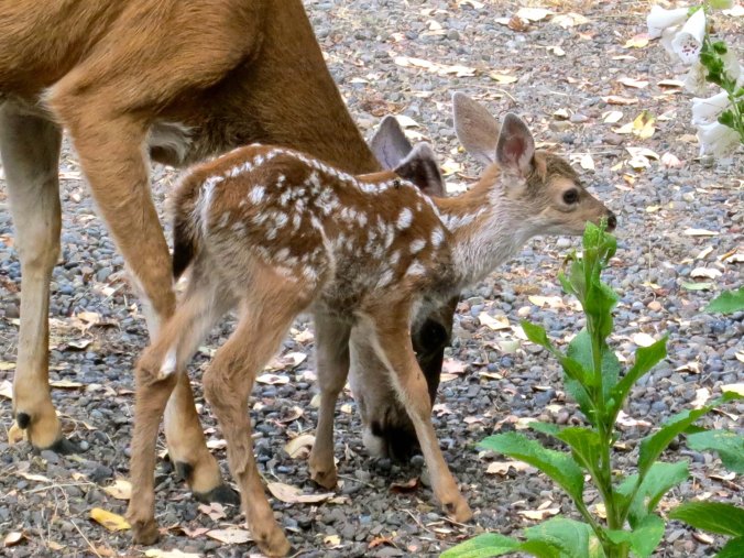 I like this shot because it demonstrates just how small these fawns are. They are less than one month old.