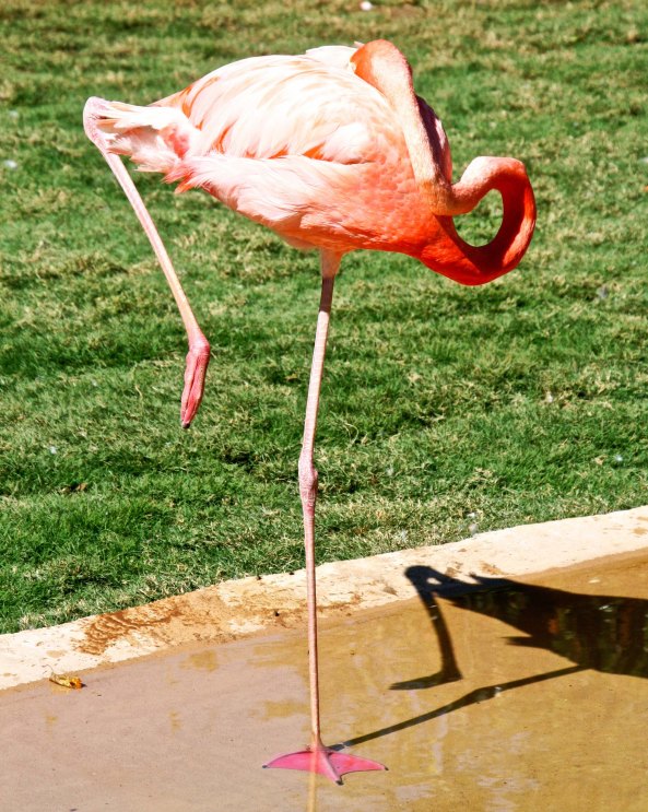 Flamingos can assume some interesting one legged positions but this one went above and beyond