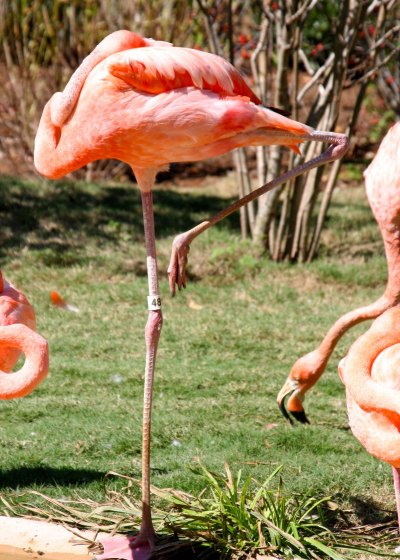 A final contortion of Flamingos.