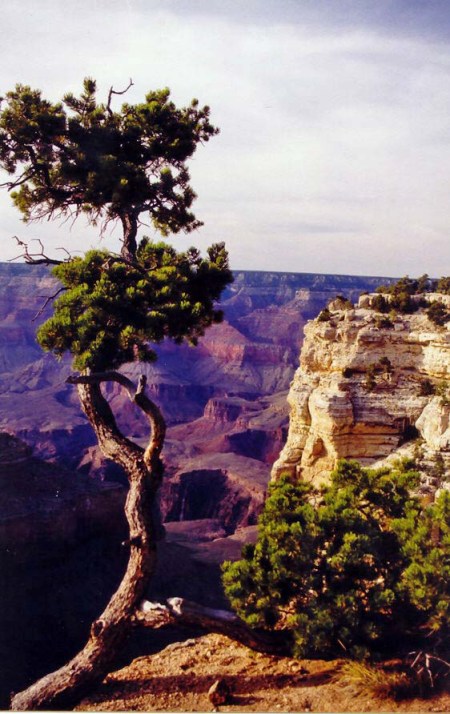 While the sun still touched the rim of the Canyon, the inner walls turned a dark purple. (Photo by Peggy Mekemson.)