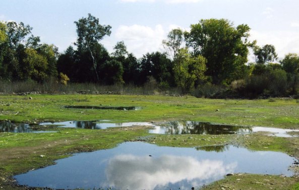 I found my green grass in Sacramento.