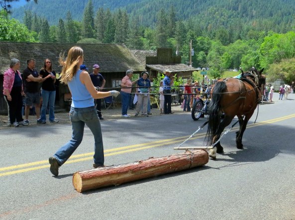 Horses used to help harvest timber.