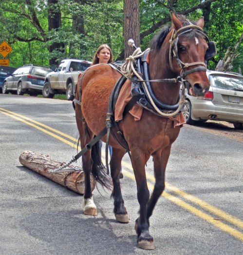 You saw horsey going. Here it is coming, looking rather proud, I might add.