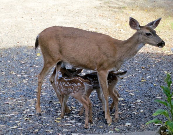 Snack time for two.