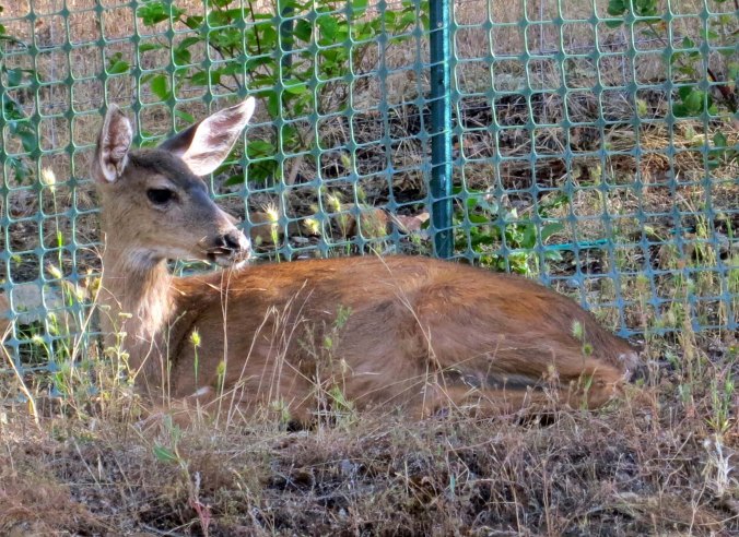 Finally they gave up and bedded down next to the fence, ready for a nap.
