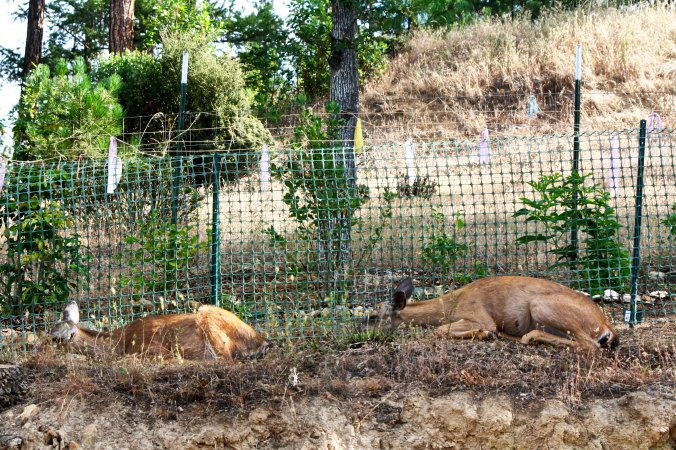 At one point, there were four sleeping in a row along the fence. This is tow of them. (Photo by Peggy Mekemson.)