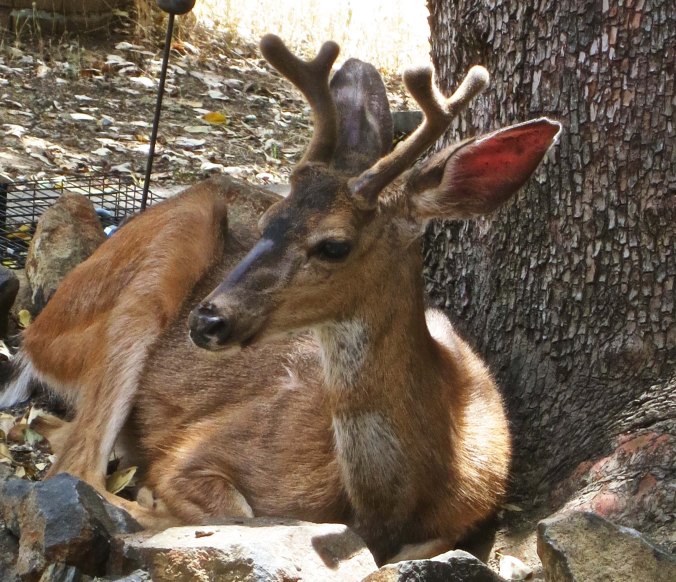 And bed down in the madrone next to our house— a favorite hangout for the deer.  Note: the bucks are still in velvet.