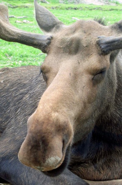 Had I learned to be laid back like this moose, there never would have been a problem.