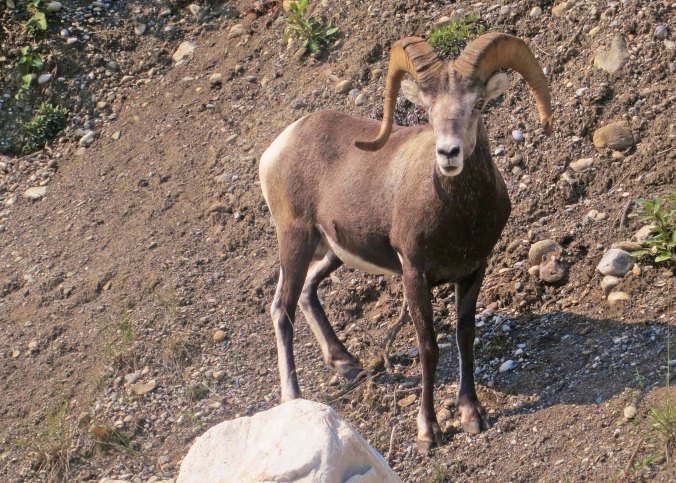 Including this ram...