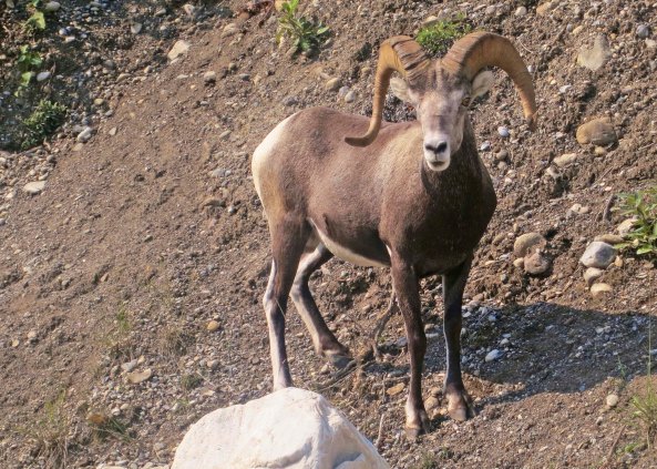 Including this ram...