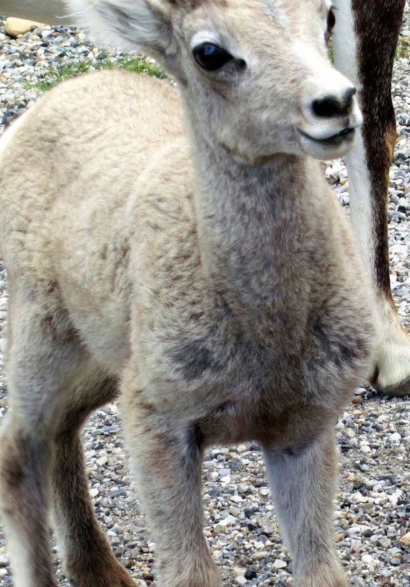 And this curious kid.