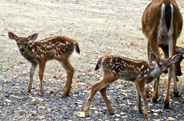While Mom searched for apple quarters, the kids checked us out. We were about 15 feet away.
