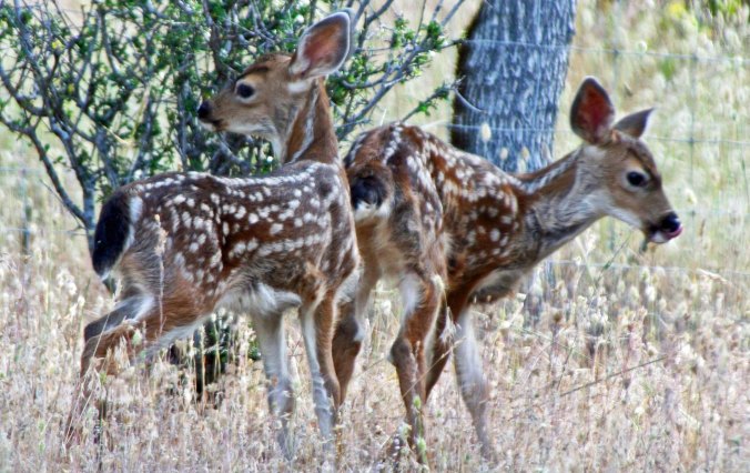 A final photo of the twins by Peggy.