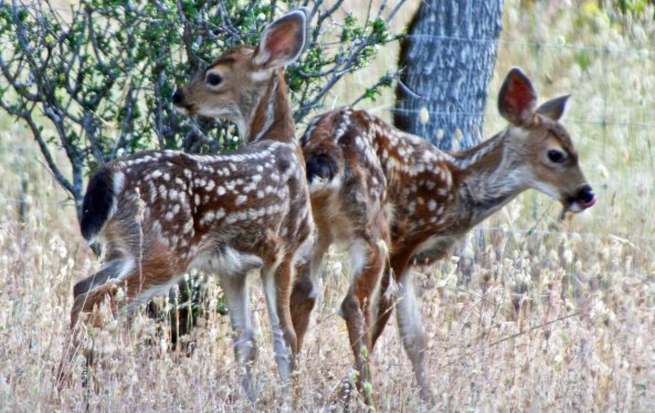 A final photo of the twins by Peggy.