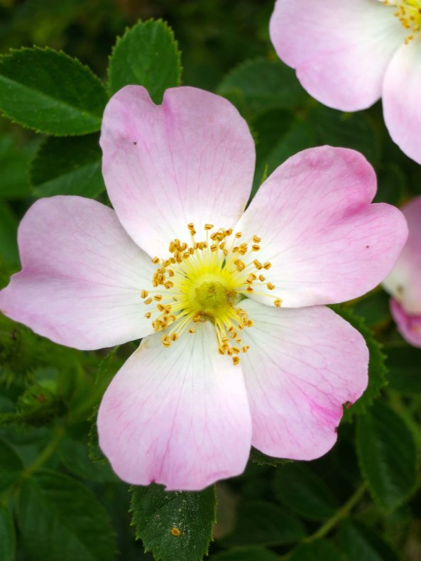 Or stop and smell the wild roses...