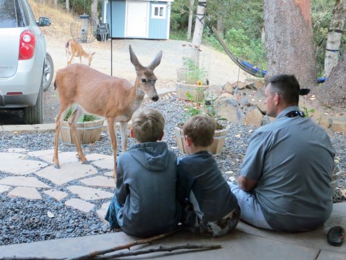 Missy the Deer made out like a bandit as soon as the boys— and Dad, Clay— discovered that she like to eat apples. Several times each day we would hear, "Missy is outside wanting an apple." Of course she was. Missy recognizes a soft touch when she sees one.