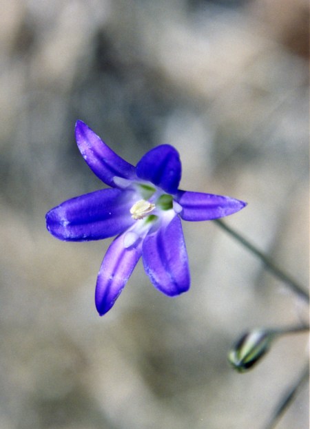Bulbs of Harvest Brodiaea were baked, boiled or eaten raw by the Miwok. This is another photo I took along the American River Parkway.