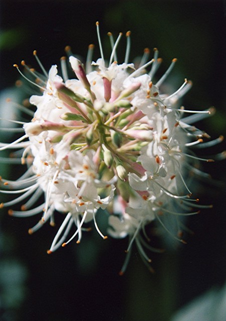 A close up I took of buckeye flowers while hiking along the American River Parkway. The fruit of the buckeye was also crushed by the Miwok and thrown into streams to knockout fish that were then gathered for food.