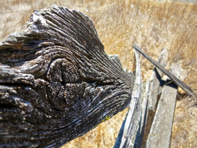 Camilo Ynitia, Miwok chief, received Olompali as a Mexican Land grant and in turn sold it to James Black. 