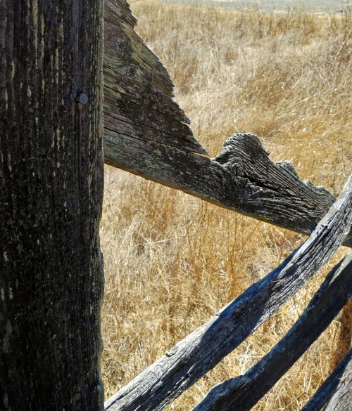 I found this ancient fence at Olompali State Park. It was likely built by the Black/Burdell Families who owned the property between 1852 and 1940.
