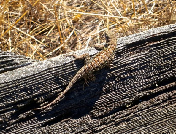 And this aptly named Fence Lizard I found sunning itself on the fence.