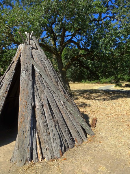 The Miwoks built some of their homes with redwood siding, or at least redwood bark. This example of a Miwok shelter is located at Olompali.