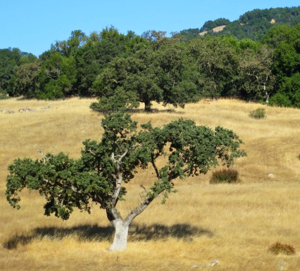 To me, the coastal ranges of California provide some of the most scenic views in the world. This was behind the Days Inn where I stayed in Novato. I love the contrast between the gold of the grass and the green of the oaks.