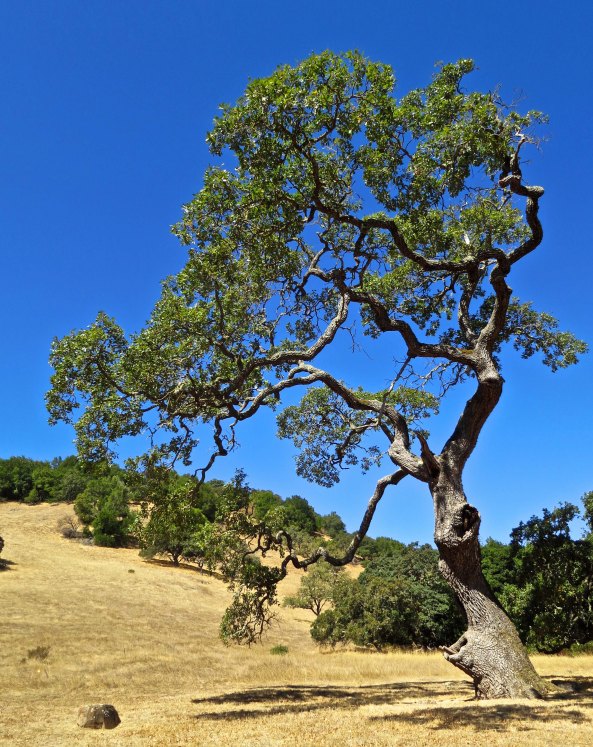 I photographed this picturesque oak tree at Olompali State Park. Later I discovered the same tree was featured on the cover of the Park's brochure. Acorns from oaks were a major source of food for the Miwok Indians.