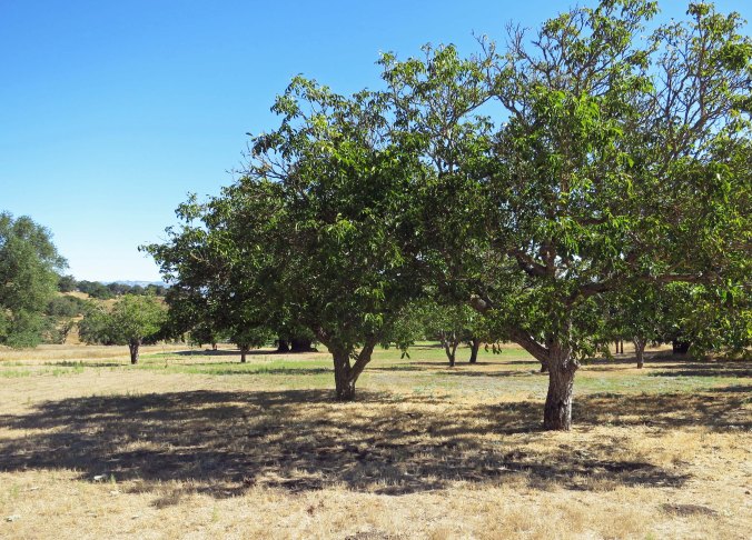 Remnants of an extensive fruit orchard planted by the Burdells still remain. It was said that their oranges matched anything coming out of Southern California. Bananas— not so good.