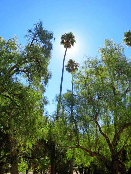 The palms seen on the left side of the mansion as they appear today.