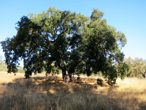 Leasing the rest of the property open up several hundred acres for the commune members to wander through.