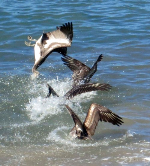 Pelicans join a feeding frenzy as they dive into Banderas Bay after a school of fish. The upside down guy made me laugh.