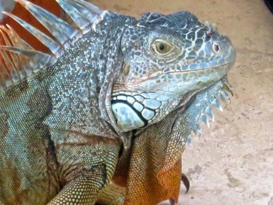 He was truly a handsome specimen.